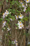 Climbing aster